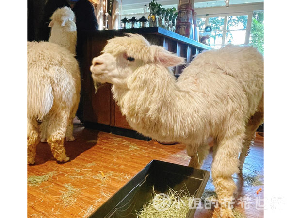 【台北市美食】【士林區】【陽明山】超療癒草尼馬陪你用餐，會讓