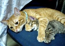 20110616寵物專欄