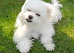 20110627寵物專欄