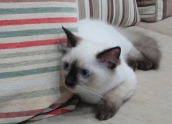 20110630寵物專欄