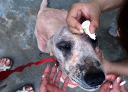 20110704寵物專欄用