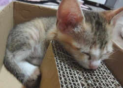 20110711寵物專欄用