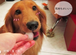 20110714寵物專欄