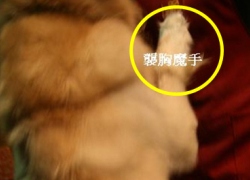 20110714寵物專欄