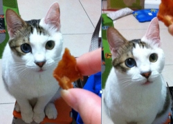 20110718寵物專欄用