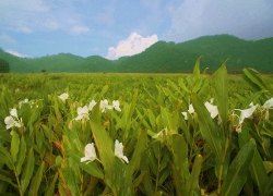 休閒03-野薑花音樂季.jpg