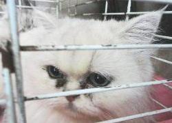 20110407寵物專欄