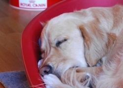 20110328寵物專欄