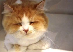 20110519寵物專欄