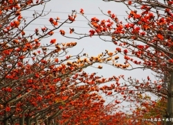 休閒03-木棉花.jpg