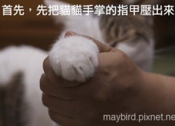 20110603寵物專欄