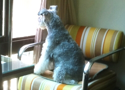 20110601寵物專欄