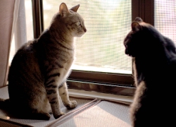 20110324寵物專欄