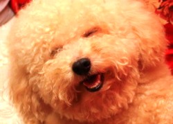 20110609寵物專欄