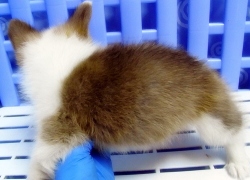 20110407寵物專欄