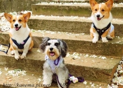 20110523寵物專欄