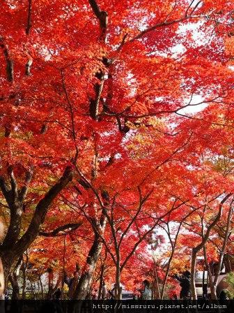 72-嵐山天龍寺外紅葉