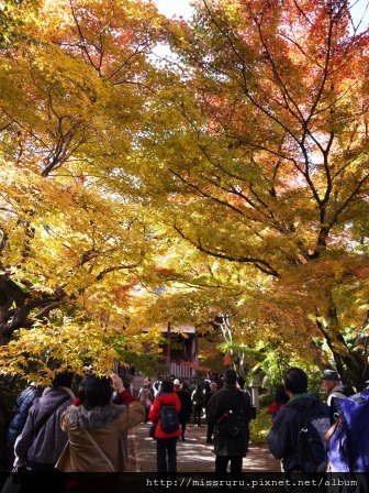 90-嵐山常寂光寺門口夢幻的金黃