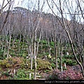 清水寺-等待春天養生中的櫻花樹