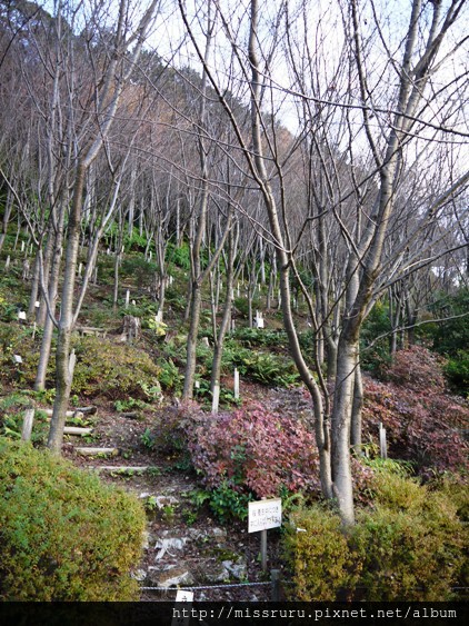 清水寺-等待春天養生中的櫻花樹2