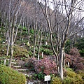 清水寺-等待春天養生中的櫻花樹2