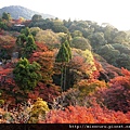 清水寺楓紅