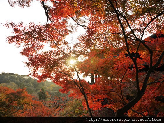 清水寺楓紅與日落