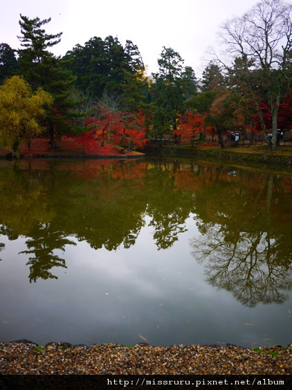 倒映在池水的楓紅