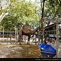 河邊是僧侶開的動物園.JPG