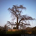 圓山公園-沒有花苞的櫻王.JPG