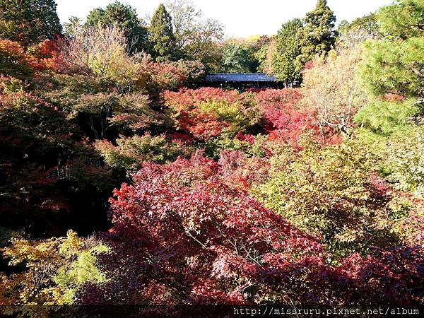 通天橋這側拍出的美景.JPG