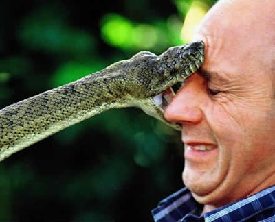 5525_2763_snake-bites-face.jpg