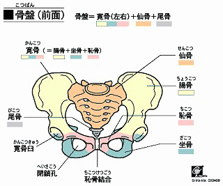 蛋小兔 恥骨痛不是病 但痛起來卻讓人變殘廢啊 蜜絲薇的幸福2 2 痞客邦