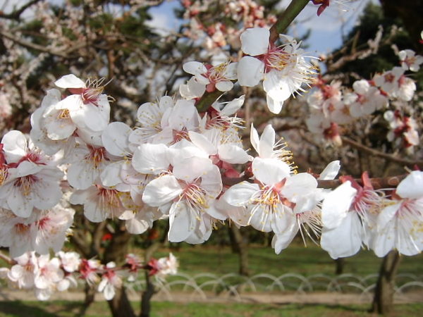 梅花梅花滿天下