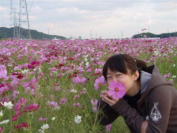 波斯菊嘴