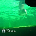 02旭川-旭山zoo10.jpg