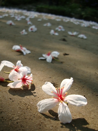 01苗栗公館-1油桐花08.jpg