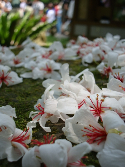 01苗栗公館-1油桐花27.jpg