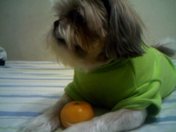 這橘子是我的
