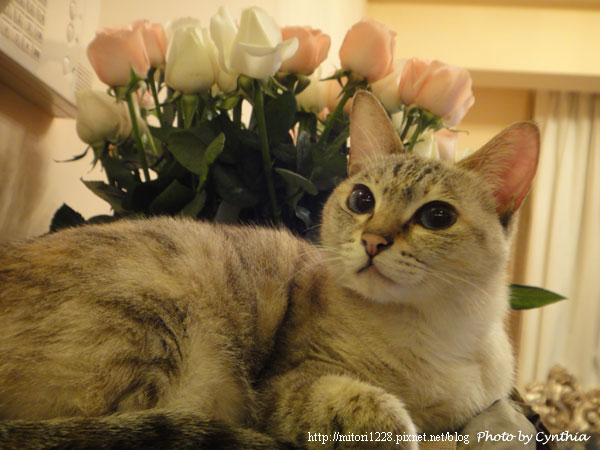 Sora & Flowers 4 Sora & Flowers 4