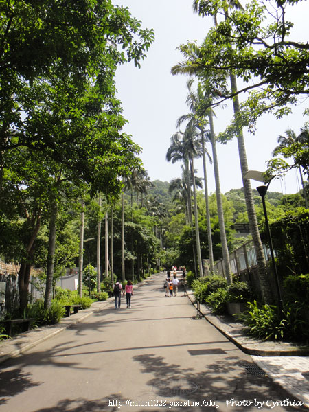 大板根-入園步道