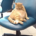 癱坐在椅子上的貓課長