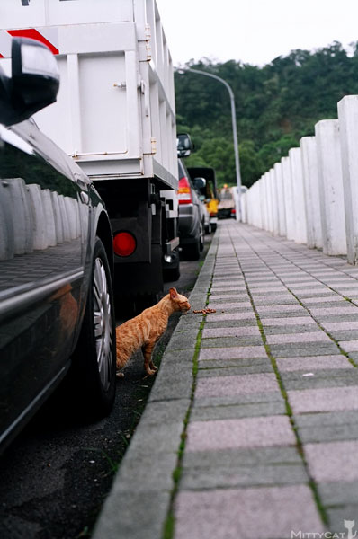 FM2-cat-089-x4.jpg FM2-cat-089-x4.jpg