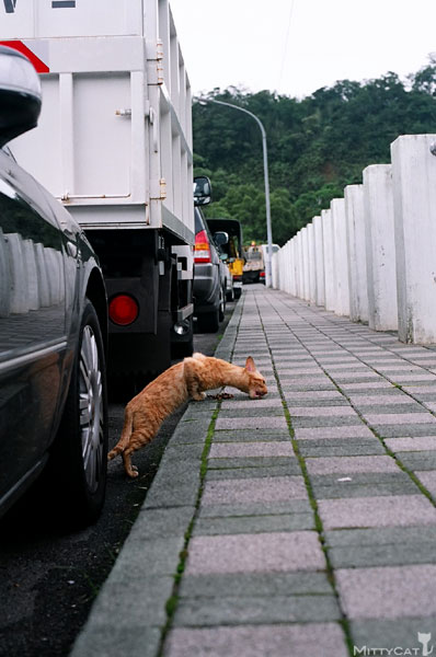 FM2-cat-090-x4.jpg FM2-cat-090-x4.jpg