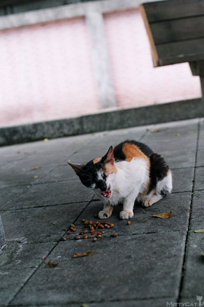 FM2-cat-111-x4.jpg FM2-cat-111-x4.jpg