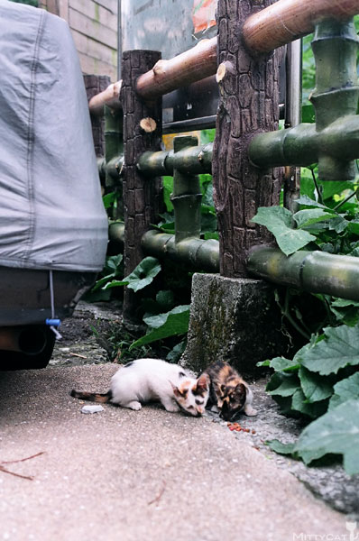 FM2-cat-112-x4.jpg FM2-cat-112-x4.jpg