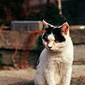 正-cat2009-01.jpg
