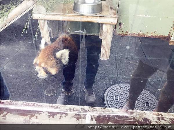 東武動物園 融合了遊樂園 動物園和泳池的綜合性遊樂園 讓你的自由行很不一樣 ღ Miu Miu Lin 妙妙琳 ღ日本 直播 美妝 美食 旅遊 痞客邦 東武動物園 融合了遊樂園 動物園和泳池的綜合性遊樂園 讓你的自由行很不一樣 ღ Miu Miu Lin 妙妙琳 ღ日本 直播 美妝 美食 旅遊 痞客邦