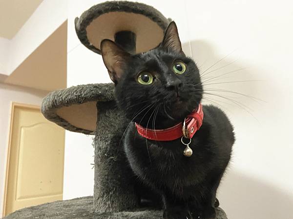 貓咪洗澡推薦_汪汪寶貝