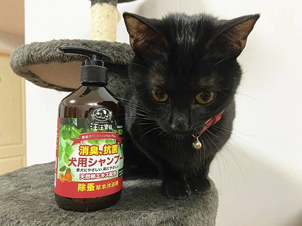 貓咪洗澡推薦_汪汪寶貝